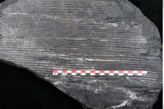 Foto (Detailansicht) von Sigillaria elongata Brongniart (NHMW-GEO-2024-0188-11056)